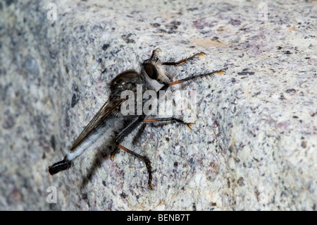 Rapinatore volare / assassin vola (Pogonioefferia nemoralis) sulla roccia nel deserto Sonoran, Arizona, Nord America, US Foto Stock