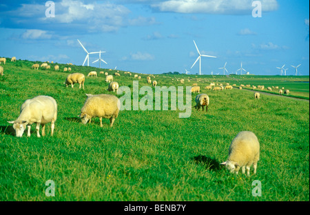 Pecore al pascolo sulla diga nel nord Friesland, nel nord della Germania Foto Stock