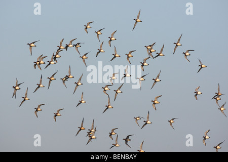 Eurasian wigeons / fischione / Eurasian fischione (Anas penelope / Mareca penelope) gregge in volo in inverno Foto Stock