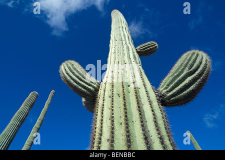 Cactus Saguaro (Carnegiea gigantea) nel deserto di Sonora, organo a canne Cactus monumento nazionale, Arizona, USA Foto Stock