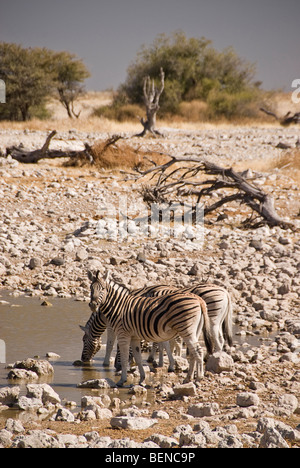 Zebre bevendo un waterhole in Etosha National Park, Namibia, Africa. Foto Stock