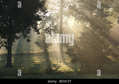 Fila di pioppi (Populus sp.) all'alba e la nebbia, Belgio Foto Stock
