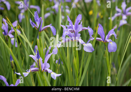 Iris blu, Iris spuria subsp. notha, Iridaceae, Caucaso settentrionale. Foto Stock