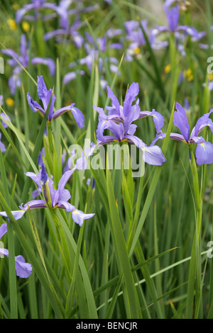 Iris blu, Iris spuria subsp. notha, Iridaceae, Caucaso settentrionale. Foto Stock