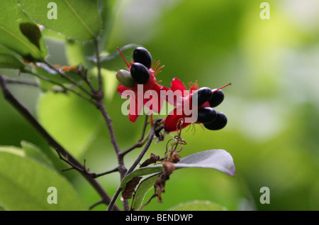 African Mickey Mouse pianta africana aka Birds Eye Bush, Ochna mossambicensis, Ochnaceae, tropical Africa orientale Foto Stock