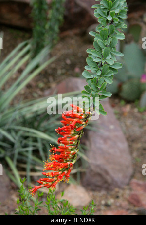 Ocotillo, Coachwhip, bastone di Giacobbe, o Vigna Cactus, Fouquieria splendens, Fouquieriaceae, Messico e Stati Uniti d'America Southwestern. Foto Stock