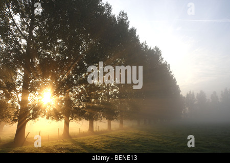 Fila di pioppi (Populus sp.) all'alba e la nebbia, Belgio Foto Stock