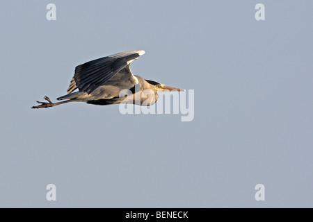 Airone cinerino (Ardea cinerea) adulto in volo, Belgio Foto Stock