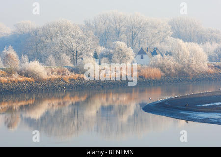 La riflessione di coperta di neve alberi e reed fringe lungo il fiume Schelda, Belgio Foto Stock