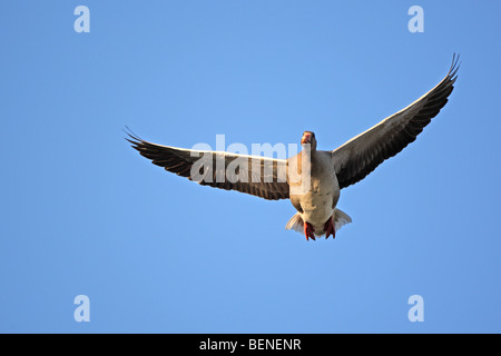 Graylag oche (Anser anser) in volo, Belgio Foto Stock