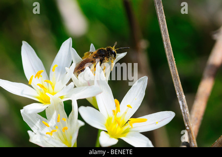 Il sudore ape su Crow poison flower Foto Stock