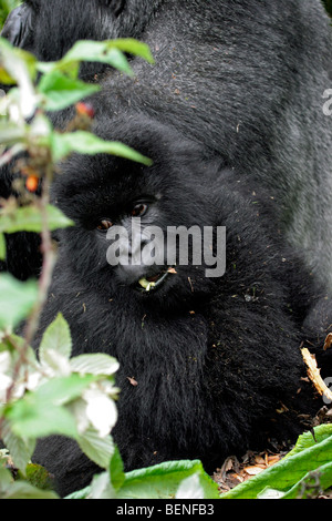 Gorilla di Montagna (Gorilla gorilla beringei), membro del gruppo di Susa, Parc National des Volcans, Ruanda, Africa centrale Foto Stock