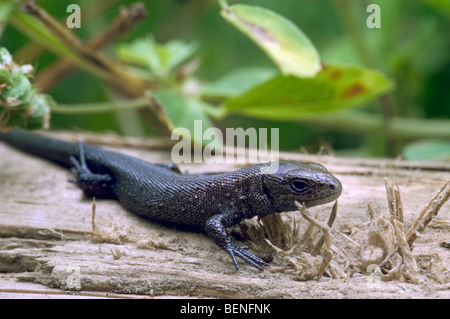 Lucertola vivipara / comune lizard (Zootoca vivipara / Lacerta vivipara) capretti ensoleillement sul tronco di albero Foto Stock