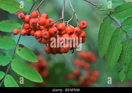 Bacche rosse di Rowan tree (Sorbus aucuparia) in autunno Foto Stock