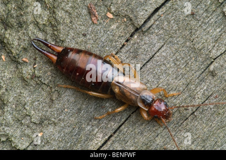 Earwig comune / Europea earwig (Forficula auricularia) Foto Stock