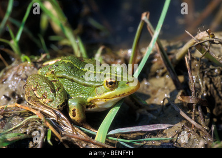 Piscina (rana lessonae Pelophylax / Rana lessonae) appoggiato sulla riva lungo il lago Foto Stock