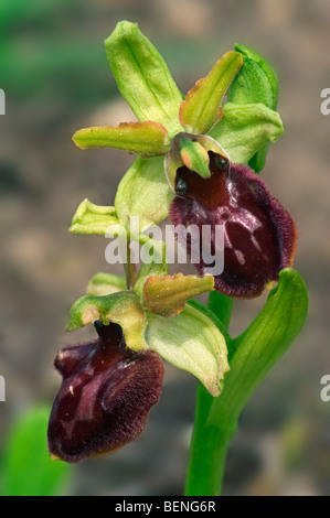 Inizio spider-orchid flower (Ophrys sphegodes / Ophrys aranifera) in fiore Foto Stock