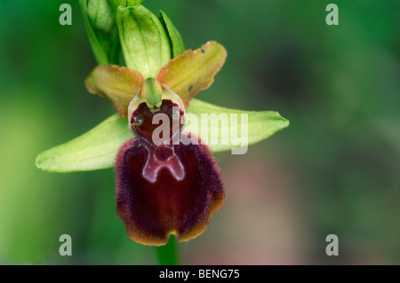 Inizio spider-orchid flower (Ophrys sphegodes / Ophrys aranifera) in fiore Foto Stock