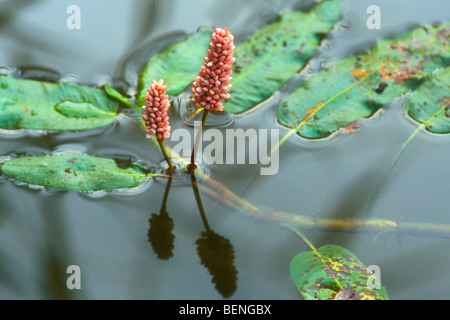 Smartweed acqua / acqua / knotweed bistort anfibio (Persicaria amphibia / Polygonum amphibium) in stagno Foto Stock