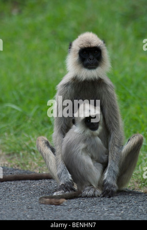 Grigio Langurs in Bandipur Parco Nazionale di Karnataka India Foto Stock