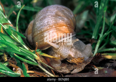 Lumache commestibili / Burgundy / lumaca lumaca Romano (Helix pomatia) rovistando in erba di prato Foto Stock