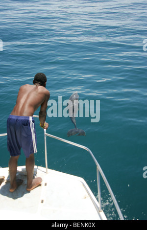 Incontro con un delfino mentre su una barca vicino all'isola di Zanzibar in Tanzania Foto Stock