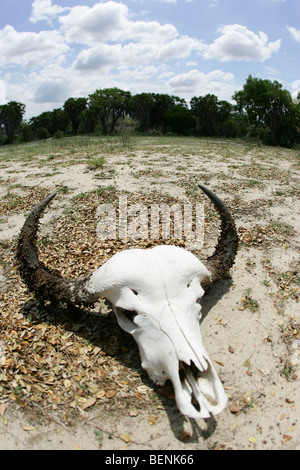 Cranio nella Riserva Selous in Tanzania Foto Stock