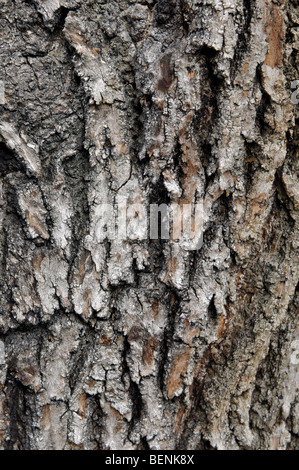 Corteccia di cenere comune albero, Fraxinus excelsior Foto Stock