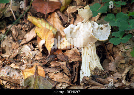 Comune helvella bianco / bianco / sella sella foliatile / comune helvel (Helvella crispa) nella foresta di autunno Foto Stock