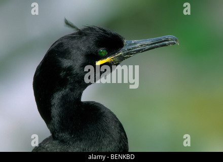 Il marangone dal ciuffo (phalacrocorax aristotelis), farne isole, REGNO UNITO Foto Stock