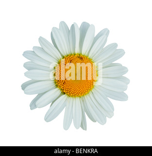 Fiore a margherita isolato su bianco Foto Stock