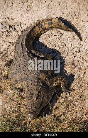 Crocodile giacente sulla riva del fiume Chobe. Chobe National Park, il Botswana. Foto Stock