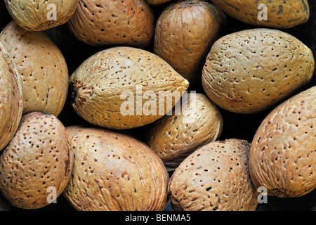 Raccolte di mandorle senza guscio dadi (Prunus dulcis / Prunus amygdalus) in guscio Foto Stock