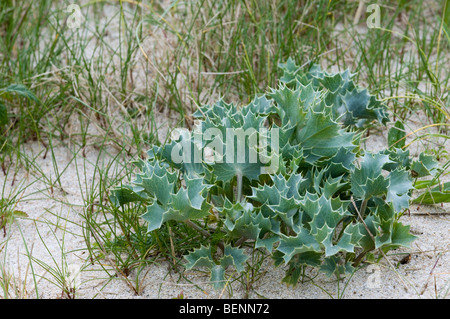 Eringio (Eryngium maritimum / Eryngium maritimus) nelle dune Foto Stock