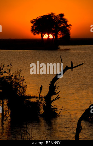 Tramonto sul fiume Chobe. Chobe National Park, Botswana, Africa. Foto Stock