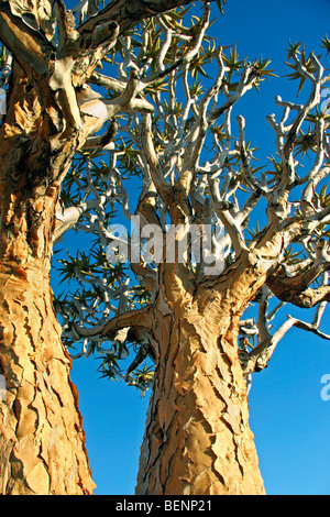 Faretra tree (Aloe dichotoma) Kocurboom foresta, Keetmanshoop, Namibia, Sud Africa Foto Stock
