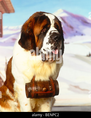 St Bernard Foto Stock