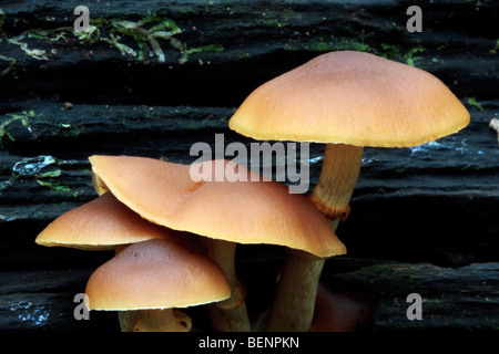 Close up del fungo/funghi nella mens antichi boschi nelle vicinanze del Petworth Foto Stock