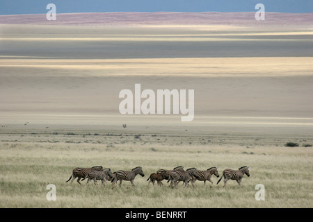 Mandria di pianura zebre / Burchell's zebra (Equus quagga / Equus burchelli), Namibia, Sud Africa Foto Stock