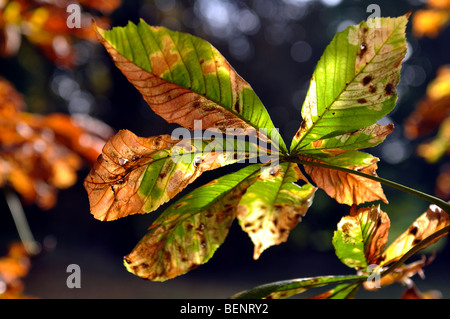 Ippocastano foglie infettate con foglie di castagno Miner, Cameraria ohridella Foto Stock