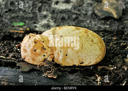 Comuni / stinkhorn dickes-nipes fungo a stadio di uovo (Phallus impudicus) chiamato diavolo o della strega uovo nel bosco in autunno Foto Stock