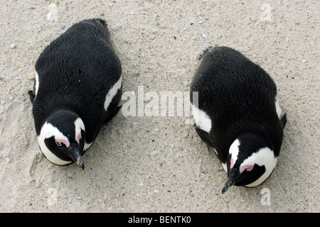 Due nero-footed pinguini / Africa / dei pinguini Jackass (Spheniscus demersus) a Boulder Beach, Città del Capo, Sud Africa Foto Stock