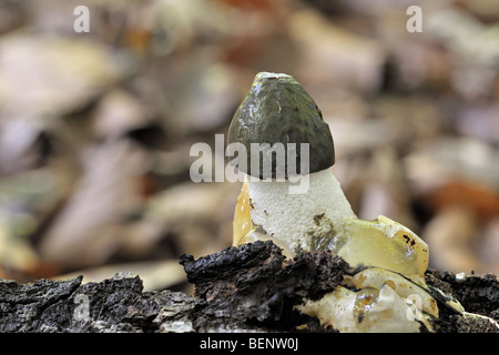 Comuni / stinkhorn dickes-nipes (Phallus impudicus) emergenti nella foresta di autunno Foto Stock