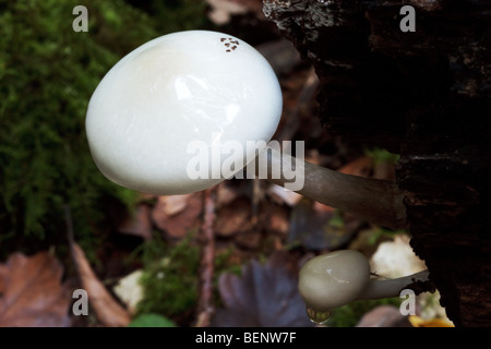 Close up del fungo/funghi nella mens antichi boschi nelle vicinanze del Petworth Foto Stock