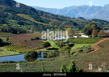 Vigneto nella periferia di Stellenbosch, la principale regione vinicola del Sud Africa Foto Stock