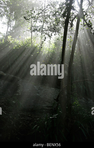 Sunray rottura attraverso la tettoia nella foresta a la Costiera Tsitsikamma National Park, Sud Africa Foto Stock