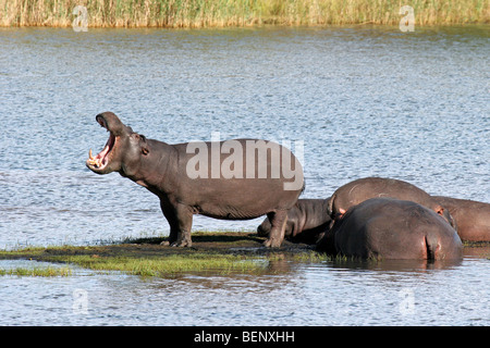 Hippo sbadigli (Hippopotamus amphibius) e appoggiato alla mandria di ippopotami in acqua di lago, St Lucia, Sud Africa Foto Stock