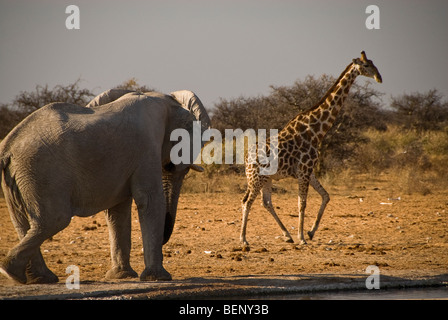 Le giraffe in fuga da un elefante vicino al fiume nel Parco Nazionale Etosha, Namibia, Africa. Foto Stock