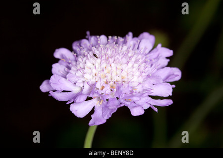 "Blu Farfalla' piccoli scabious, Fältvädd (Scabiosa colombari) Foto Stock