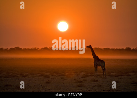 Silhouette di una giraffa al tramonto nel Parco Nazionale di Etosha, Namibia, Africa. Foto Stock